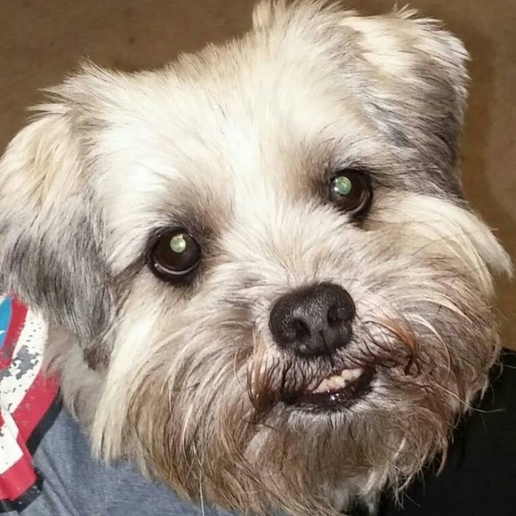 Meet your Posher, Robin - Picture 1 of 1